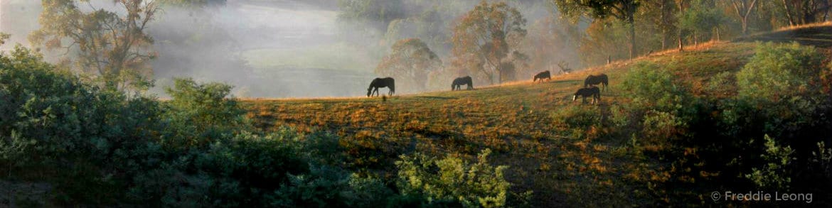 Nature-Views-Autumn-Jamieson-4x1