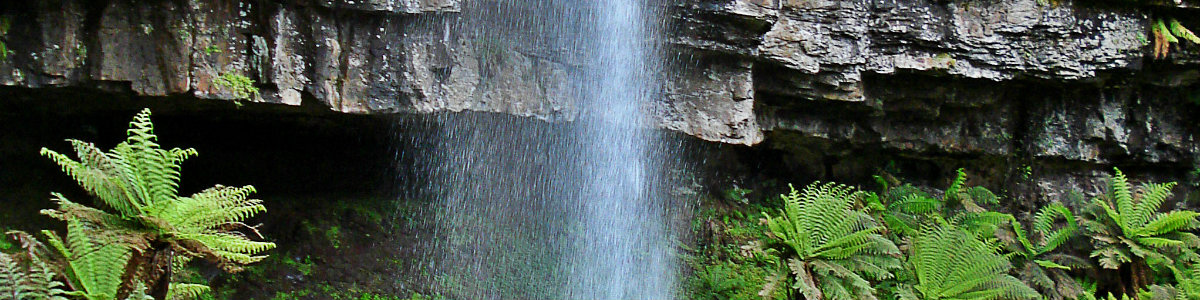 Mansfield & Mt Buller, National Parks & State Forests