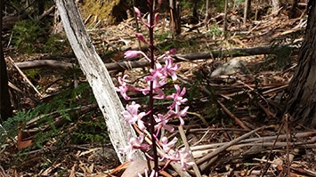 Mansfield & Mt Buller, National Parks & State Forests Mansfield & Mt Buller, National Parks & State Forests
