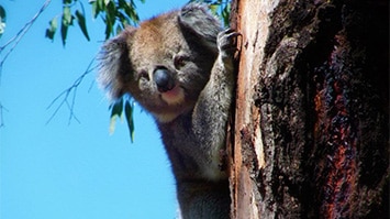 Koala, Mansfield Zoo