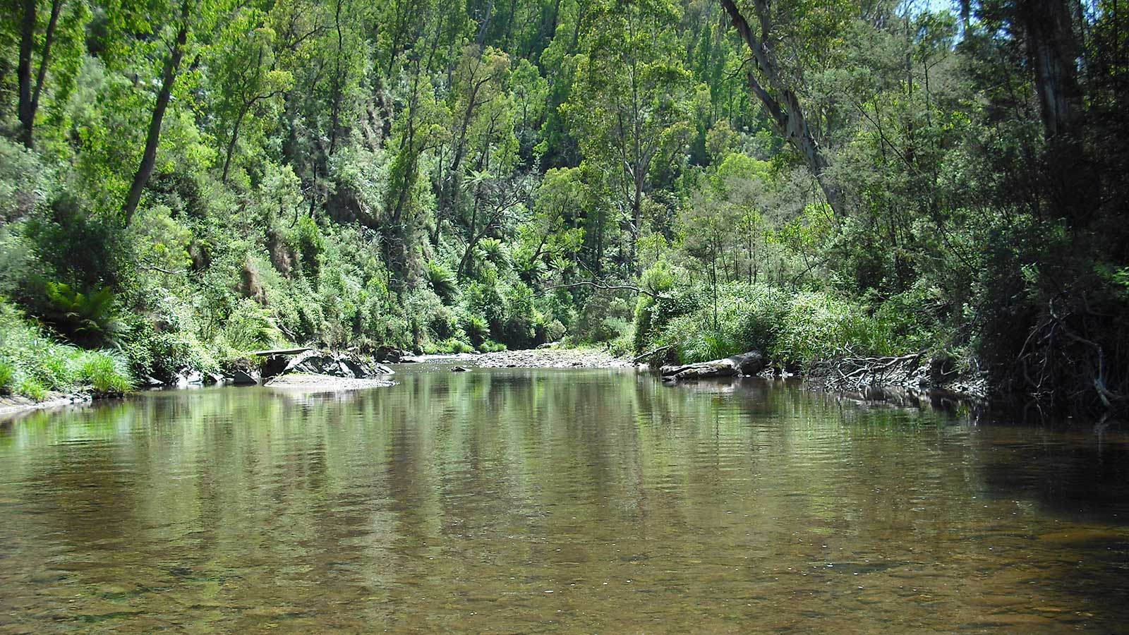 Howqua River Walk