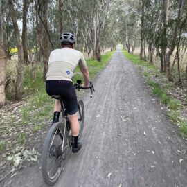 Cycle down beautiful avenues of trees on the Mansfield - Black Swamp Road gravel route