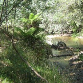 Mitchells Bridle Trail