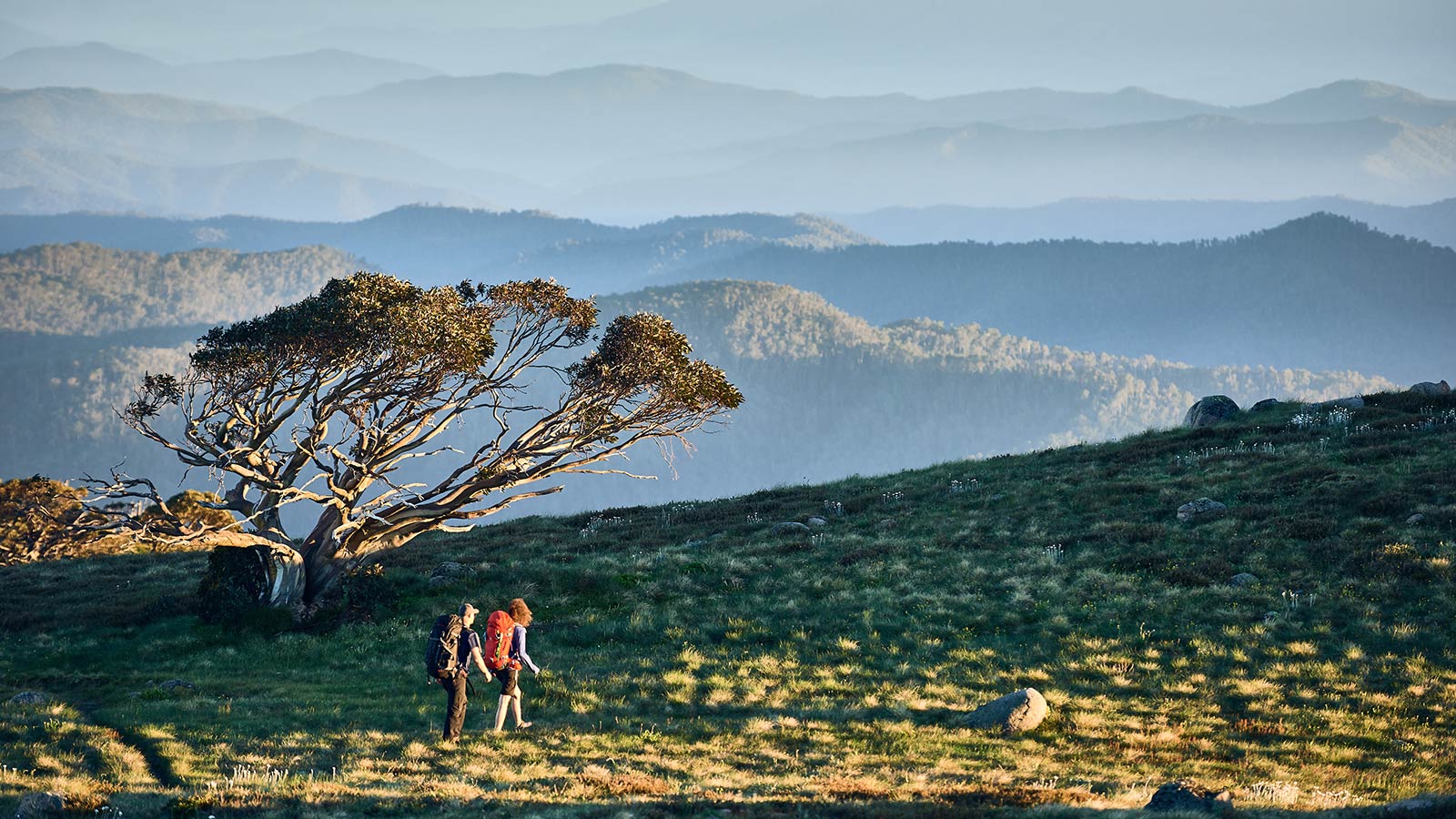 Mt Stirling Summit Loop