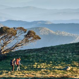 Mt Stirling Summit Loop