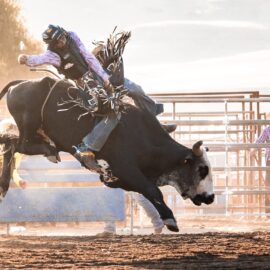Bull rider hanging on