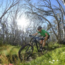 Mt Buller snowgums