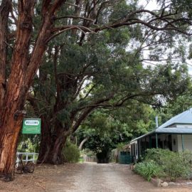 Grand Gum Trees line the driveway